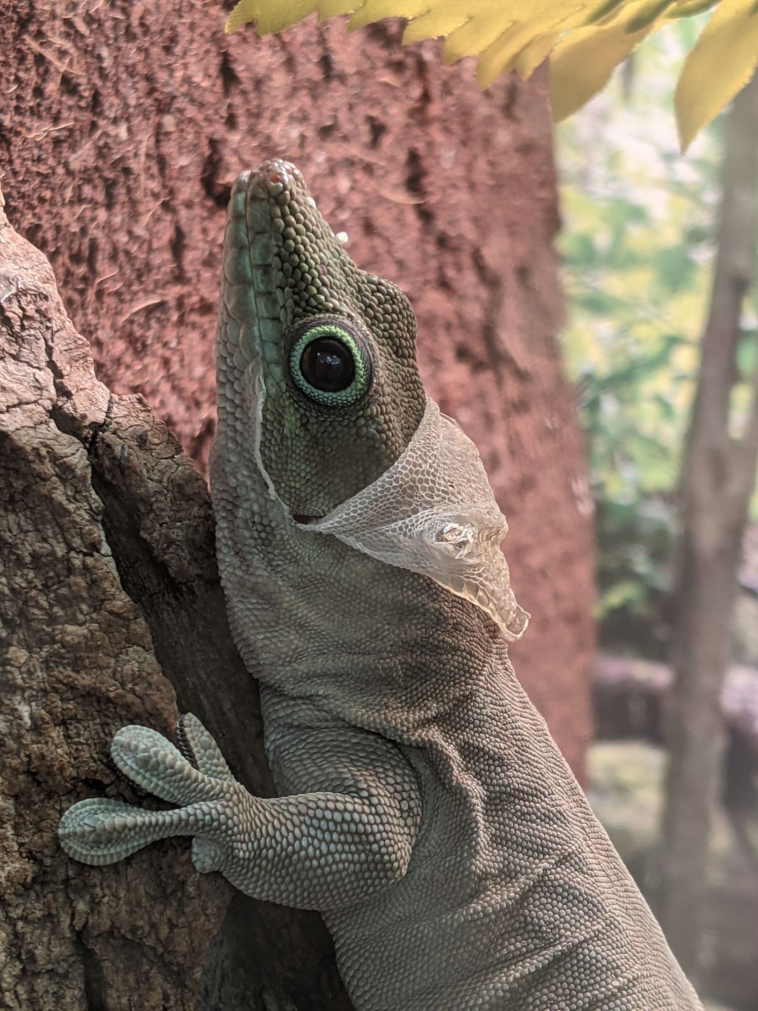Standing's Day Gecko